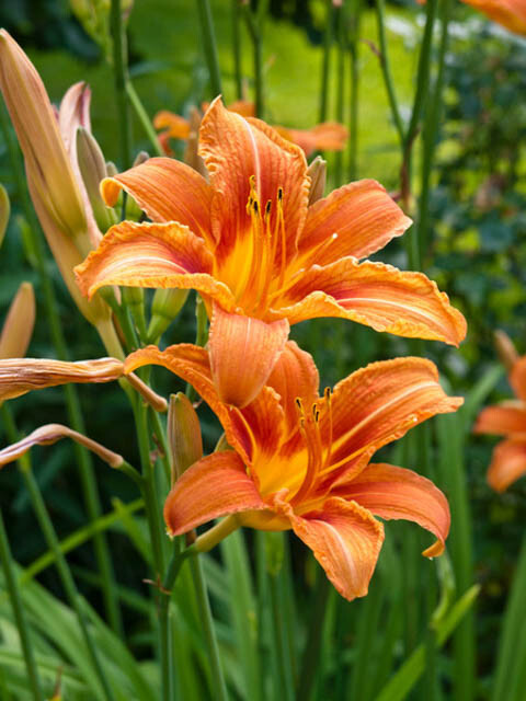 Orange Daylily Bare-root. Hemerocallis Hardy Perennial gallery