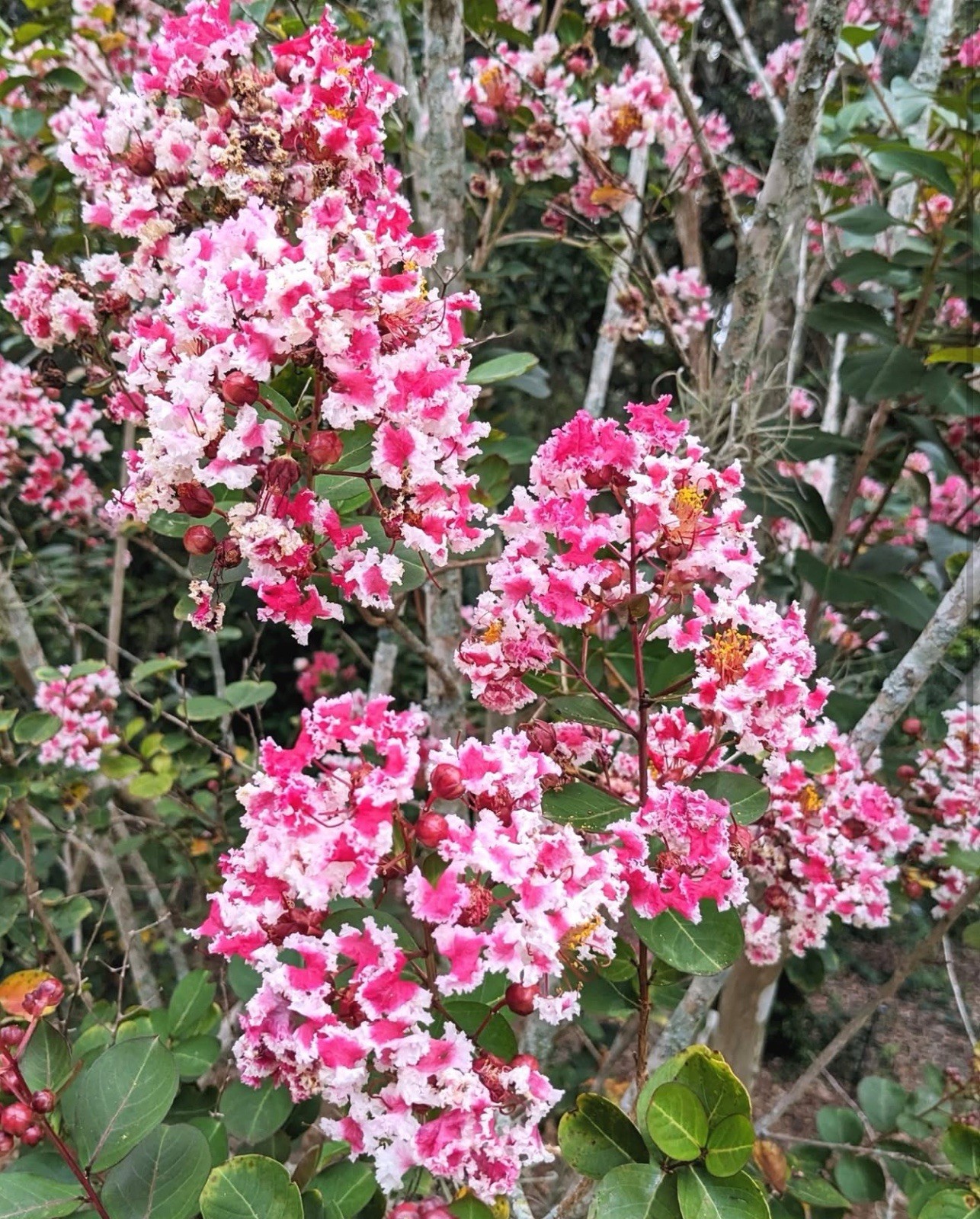 Raspberry Sunday Crape Crepe Myrtle Starter Lagerstroemia Small STARTER Plant gallery