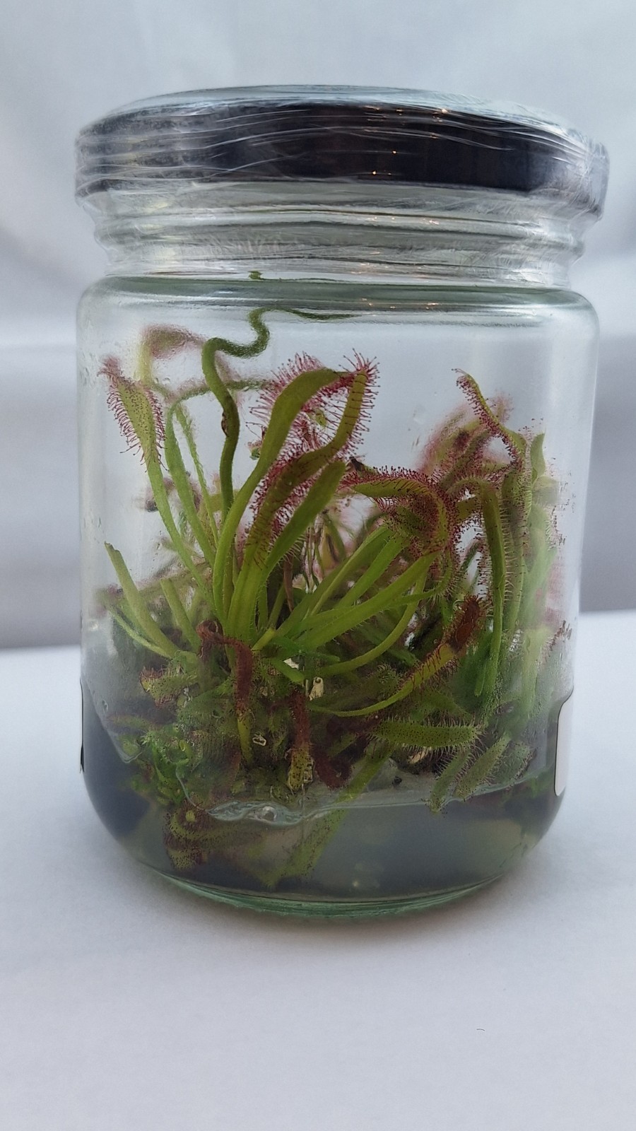 D. Capensis Cape Sundew "Typical Form" In Vitro TC Jar- 4 Live Mother Cultures gallery