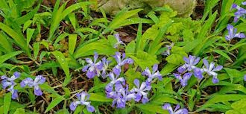 10 Dwarf Crested Iris Bare Root Iris Cristata Wildflower gallery