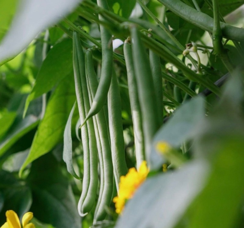 Burpee Stringless Green Pod Bush Bean - Fresh Seeds - NonGMO USA, Free Shipping! gallery