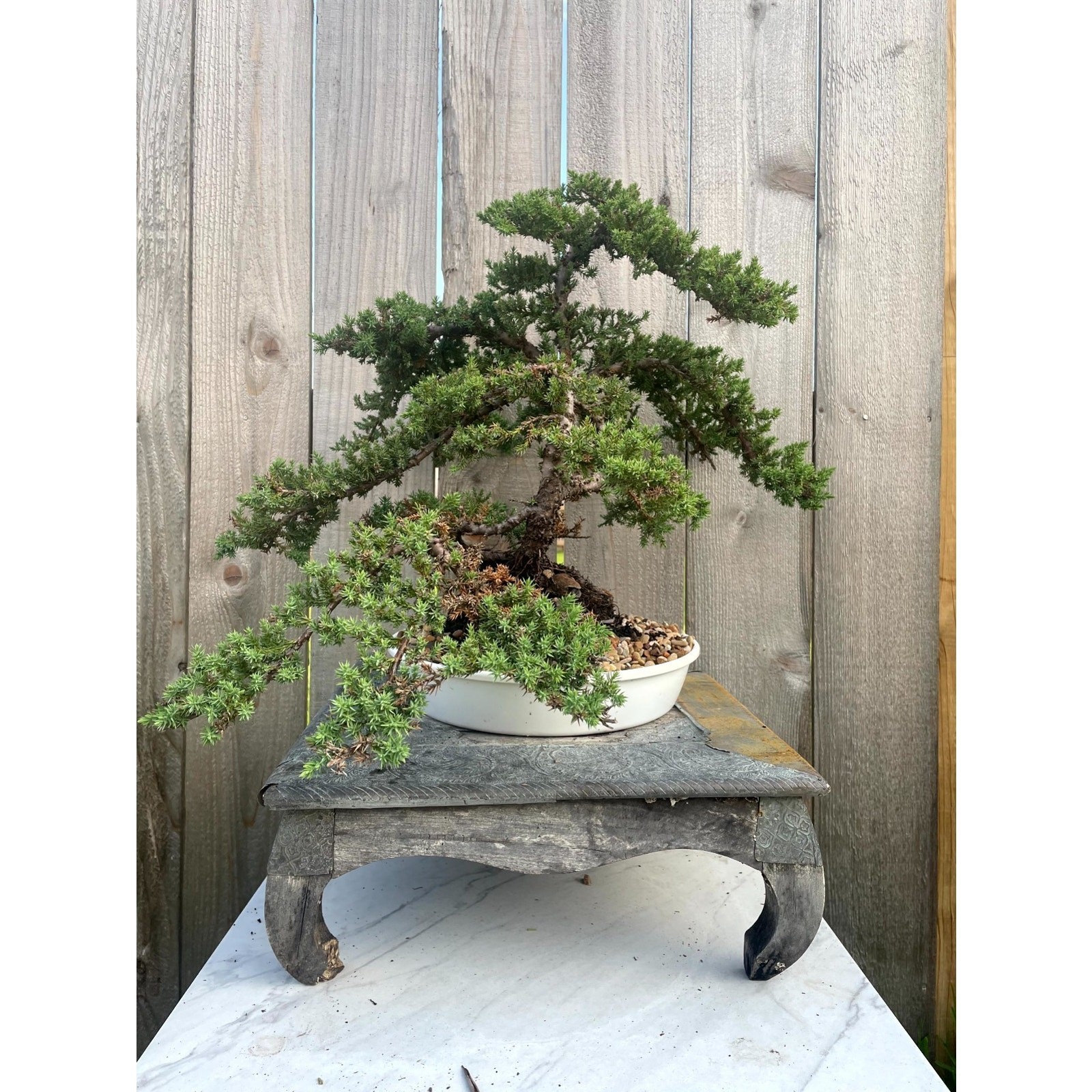 AWESOME! FATHER'S DAY GIFT - Procumbens Nana Juniper Bonsai, 16 YR, Strong Trunk gallery