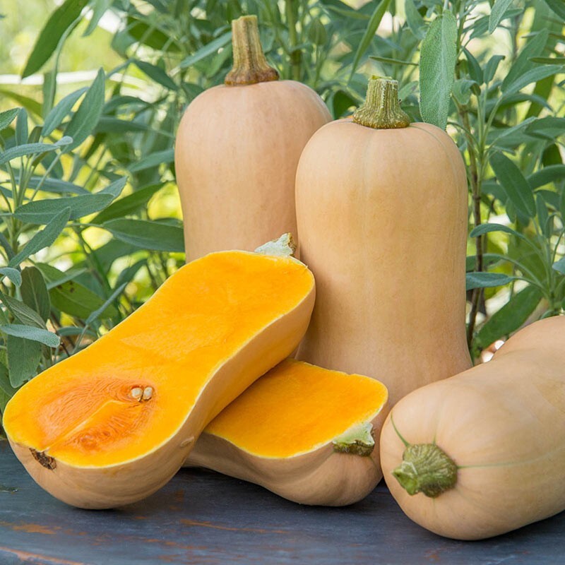 20 Fresh Premium Waltham Butternut Winter Squash Seeds-A 71 gallery
