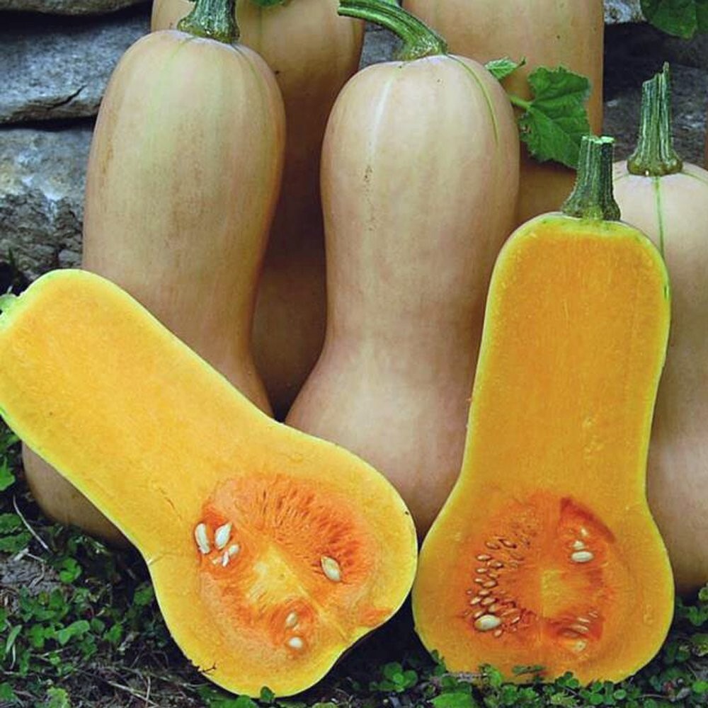 20 Premium Fresh Waltham Butternut | NON-GMO | Winter Squash Seeds-B 71 gallery