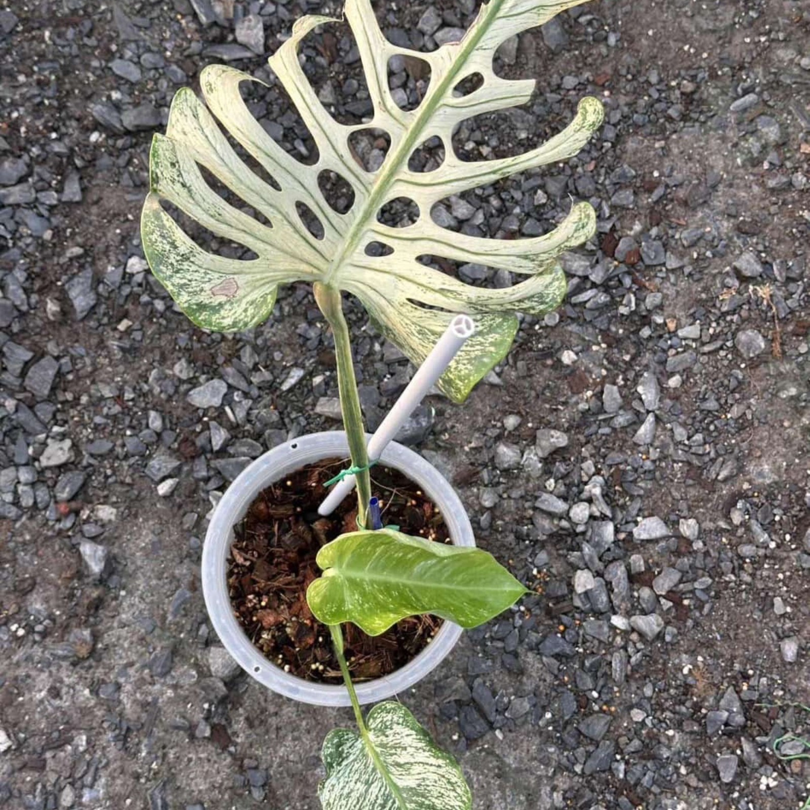 Monstera Devil Monster Albo House Variegated Rare Tropical Starter Plant Cutting gallery