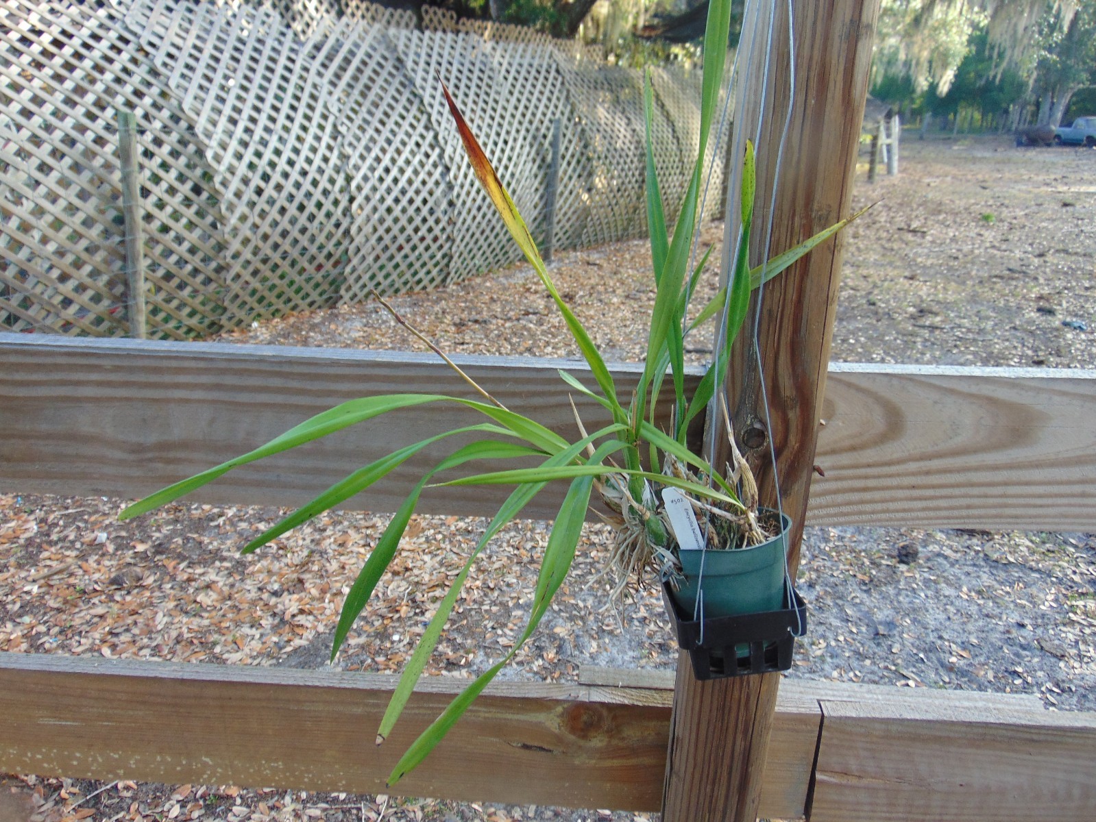Encyclia belizensis FLOWERS 4" pot RARE SPECIES NICE PLANT 6/14/2026 gallery