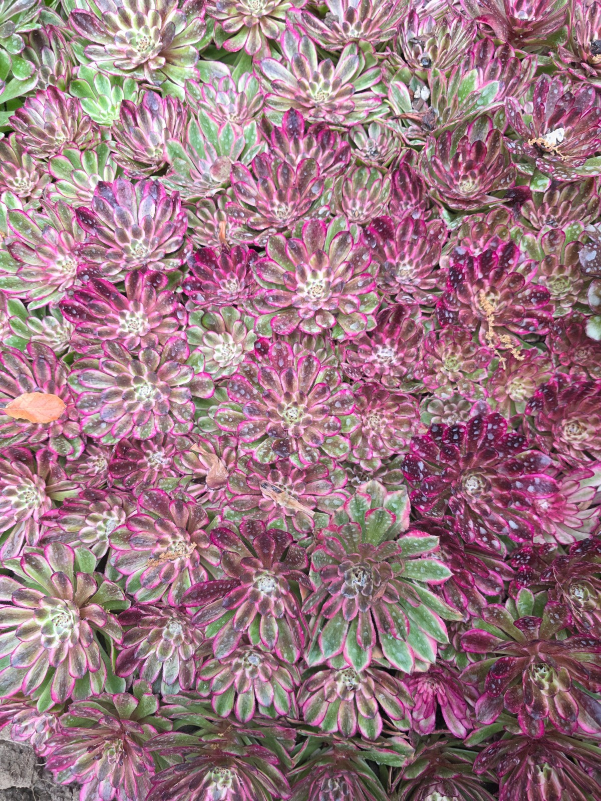 Imported Ink printing succulent 1pc gallery