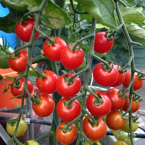 Supersweet 100 / Super Sweet 100 Tomato Seeds (F1 Hybrid) | Non-GMO | 1037 gallery