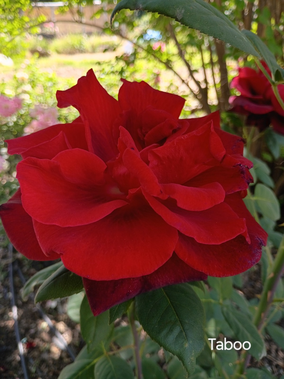 Taboo-Deep Red Hybrid Tea Own-root Live Plant Long Stems 6" Pot Rose Bush gallery