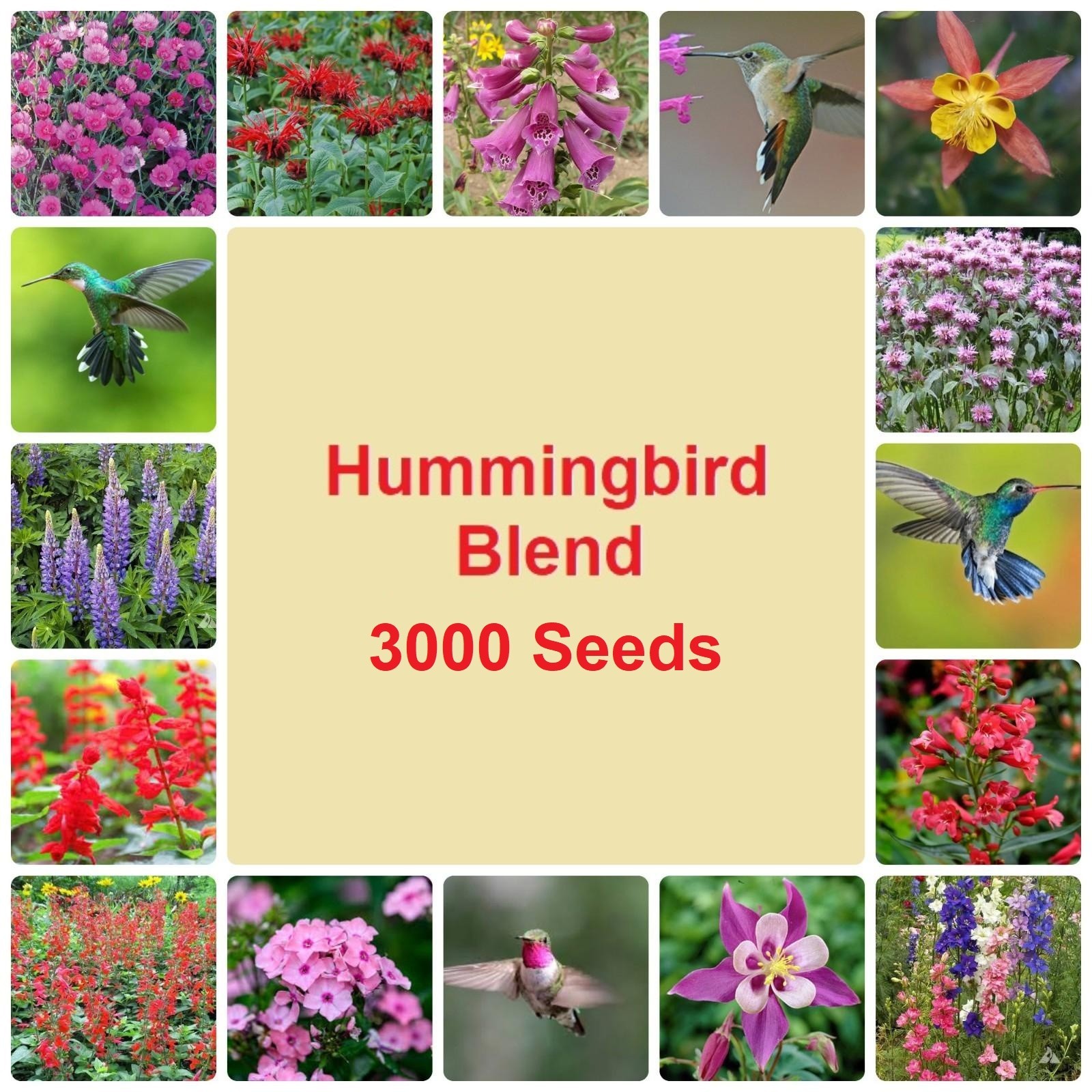 3000 Hummingbird & Butterfly Pollinator Wildflower Seeds Mix Non-GMO gallery