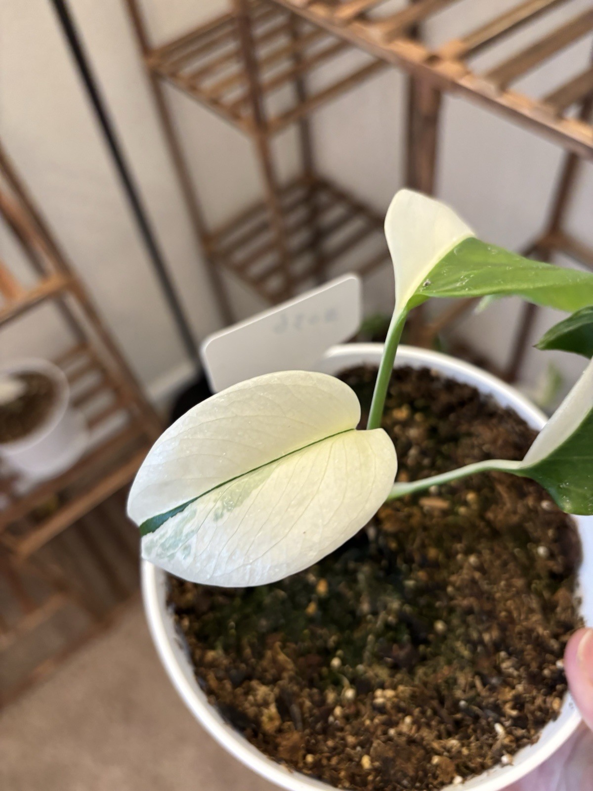 Monstera ALBO Half MOON 6" Pot Rare Exact Plant #036 gallery