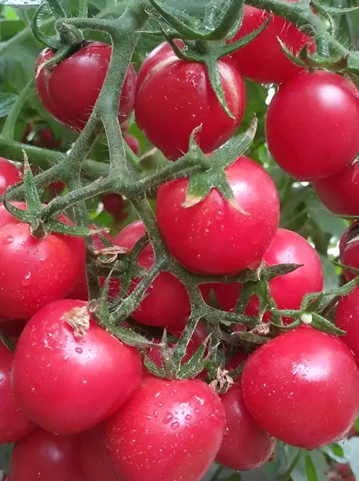 100 Heirloom Small Red Cherry Tomato Seeds - Sweet and Bite Sized! Indeterminate gallery