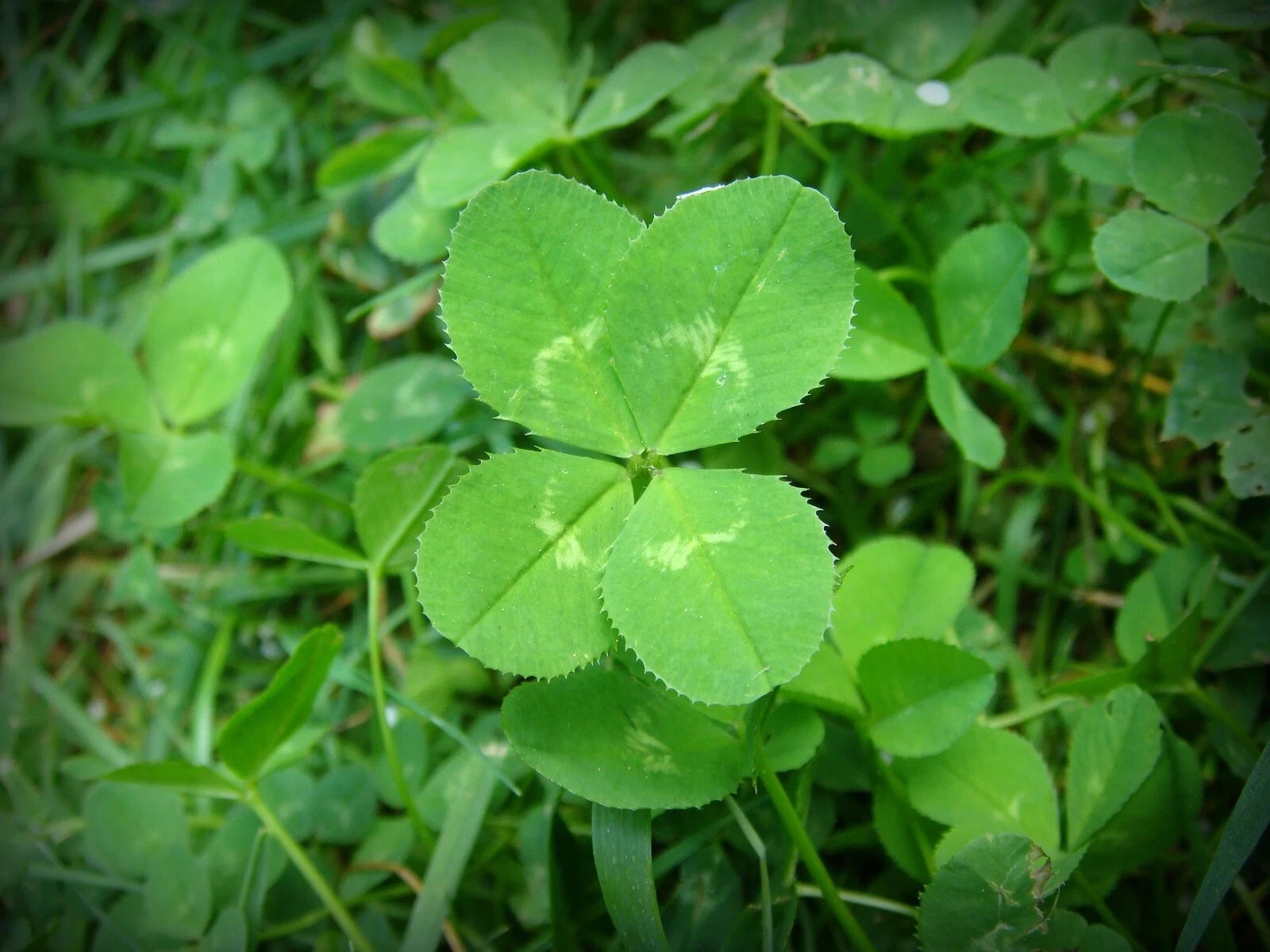 White Dutch Clover Cover Crop Seeds | FREE SHIPPING! gallery