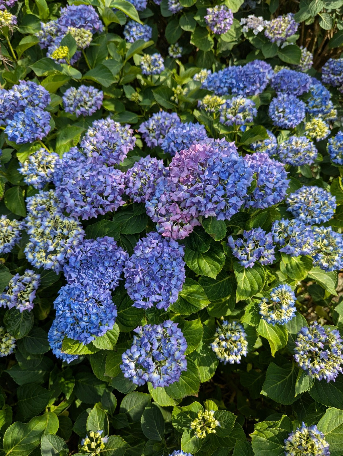 All Summer Beauty Bigleaf Hydrangea gallery