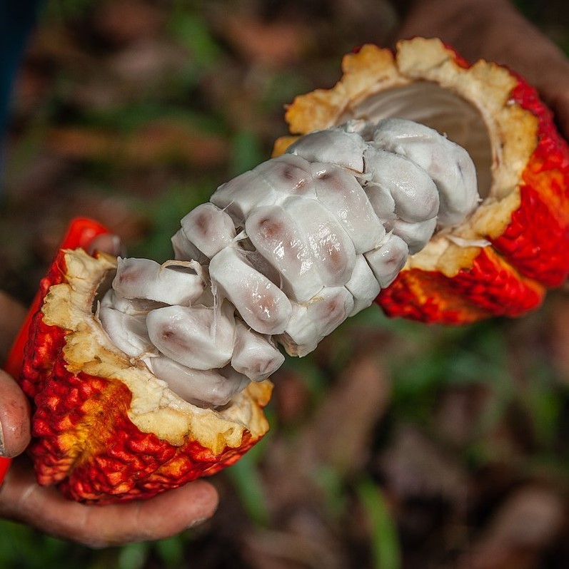 Forastero Cacao Tree (Theobroma cacao) – Live Tropical Cacao Plant – USDA gallery