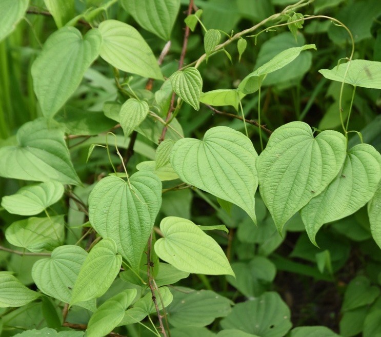 10 Wild Yam Root Bare Live Roots (Dioscorea villosa) Native Wildflower gallery