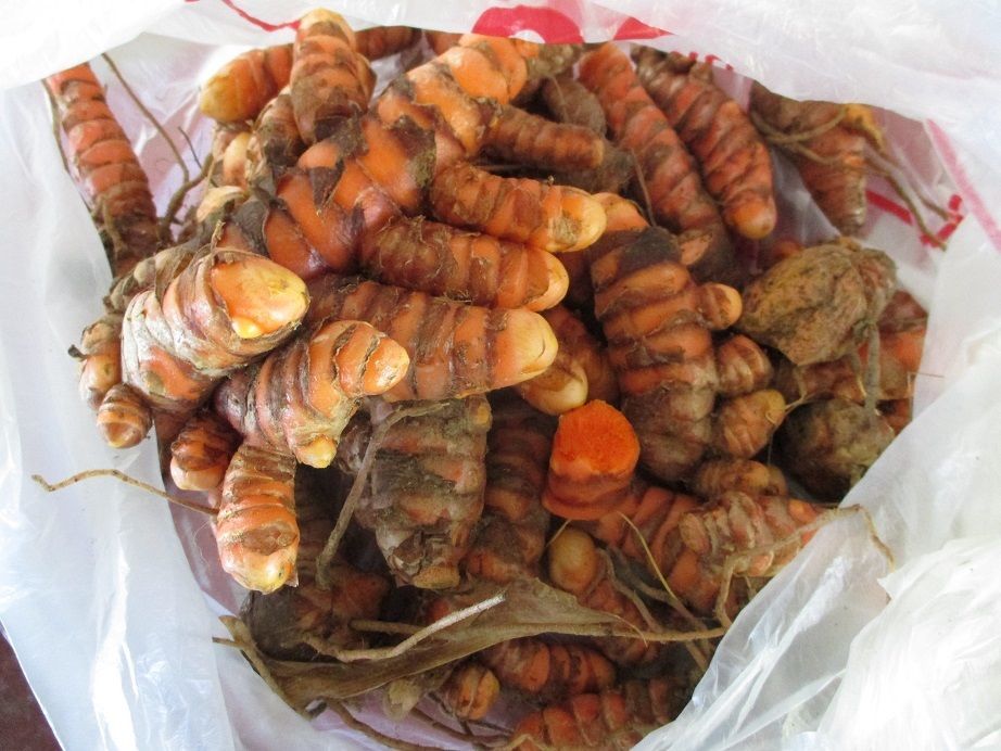 8 live Turmeric (Curcuma Longa) roots to plant or eat, USA seller gallery