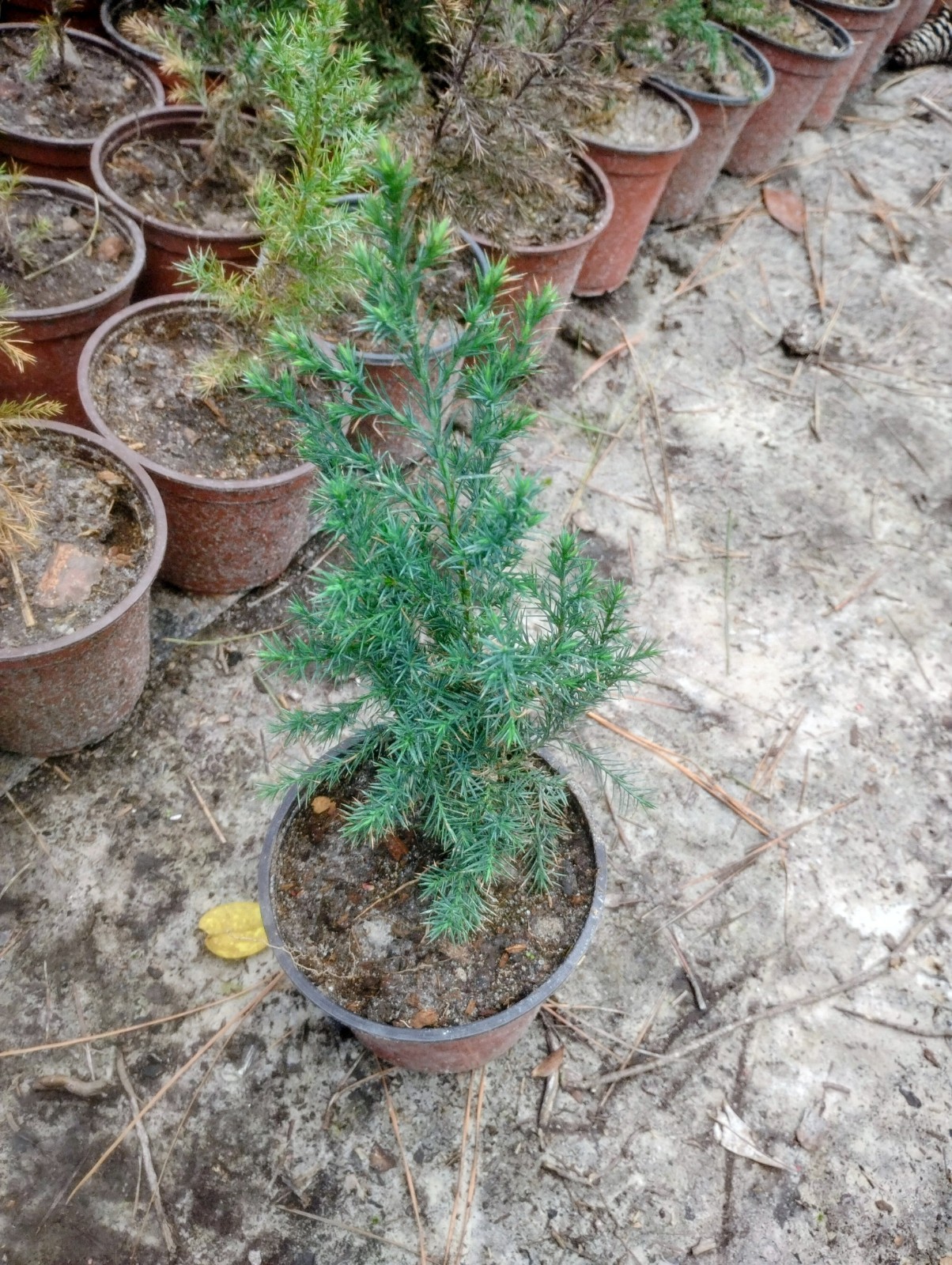 Eastern Red Cedar, 1 Quart Pot. gallery