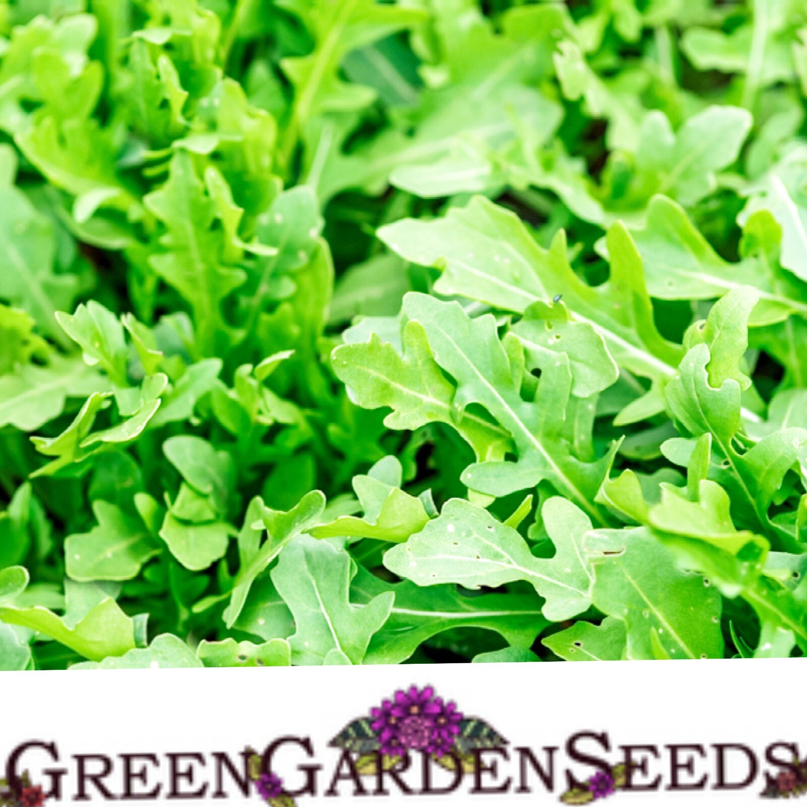 1500 Rocket Arugula Seeds Slow Bolt seeds | Available Astro, Red Clover, Crimson gallery