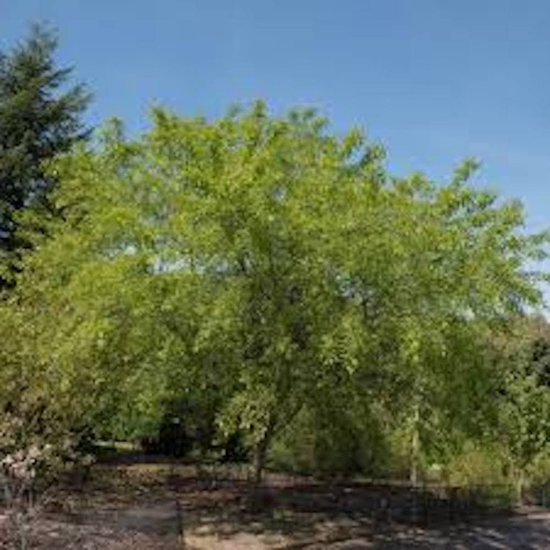 1 Black Cherry Tree 12-24" Tall Prunus serotina Bare Root gallery