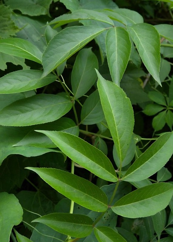 Wild Native Organic Elderberry leaves Infused Oil gallery