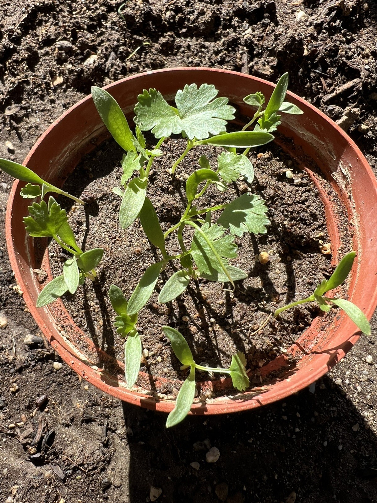 400+ Split Cilantro/Coriander Herb Garden seeds 400多粒香菜种子 2024年新种子 gallery