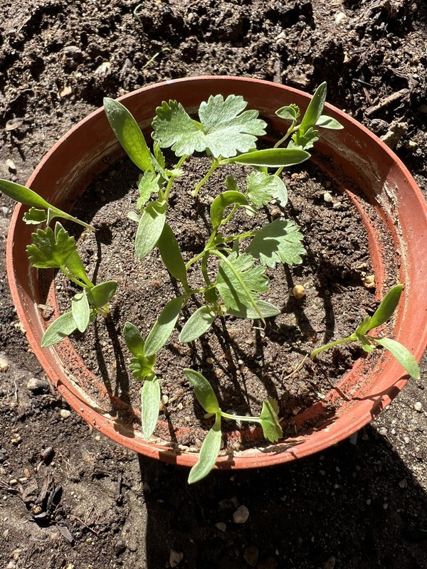 400+ Split Cilantro/Coriander Herb Garden seeds 400多粒香菜种子 2024年新种子 gallery