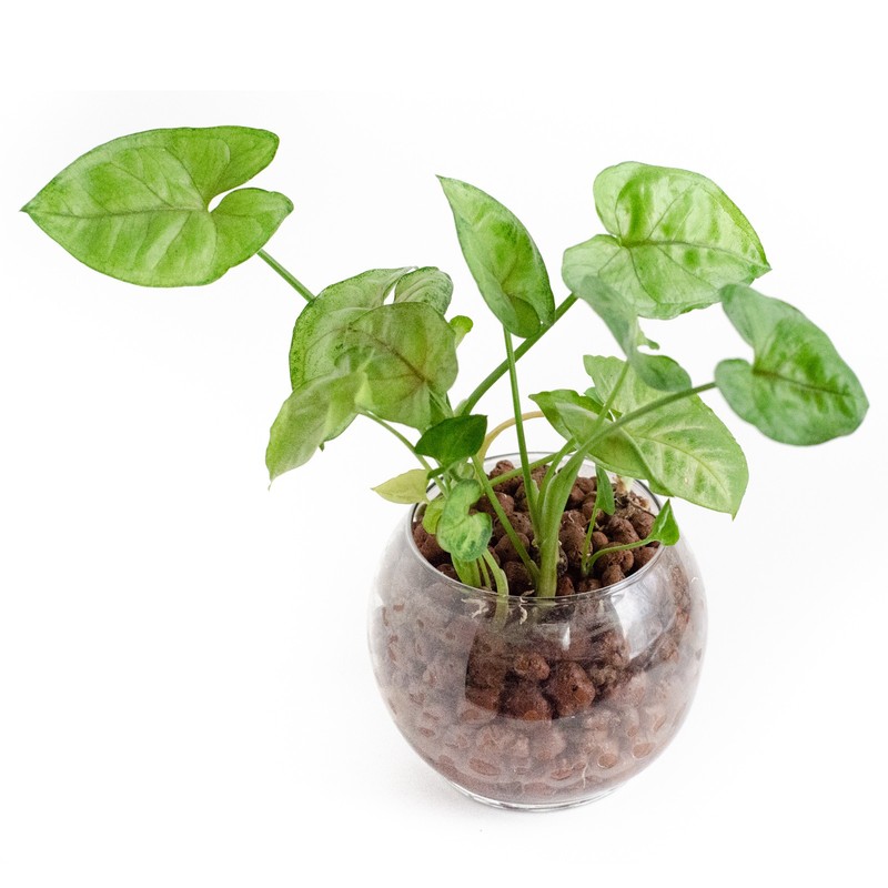 Clay Pebbles 3-5mm 0.22 lbs Multicolor Gardening Potted Balls for Growing gallery