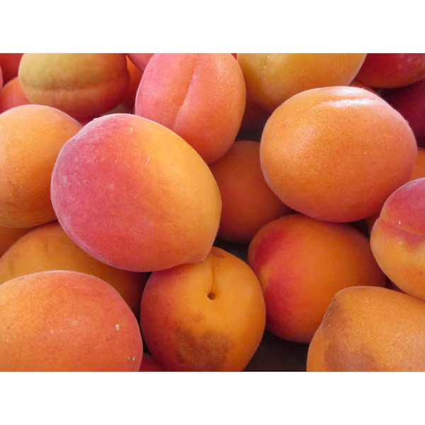Dwarf Blenheim Apricot Tree (Bare-Root, 3 Ft. to 4 Ft Tall, 2-Years Old) gallery