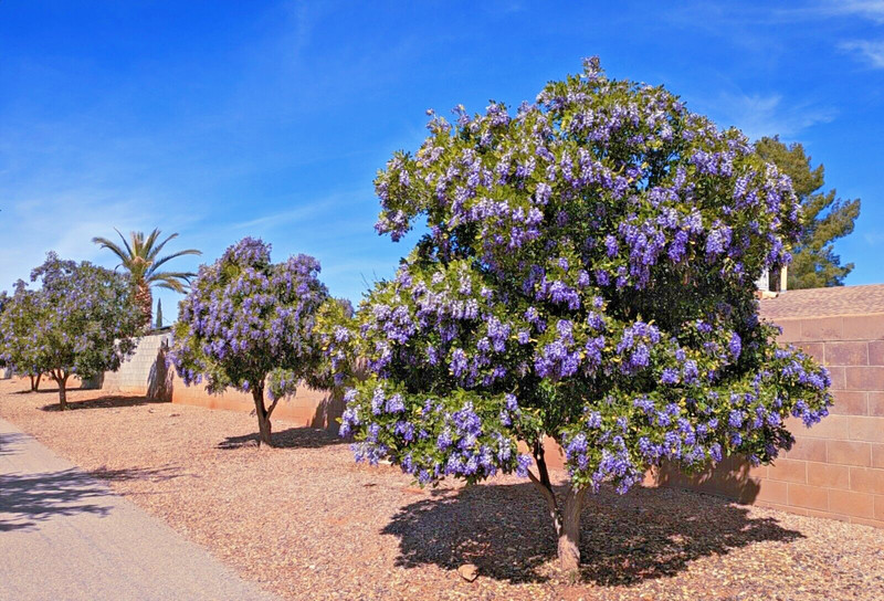 TEXAS MOUNTAIN LAUREL FLOWER TREE SEEDS (Sophora Secundiflora) Mescal Bean gallery