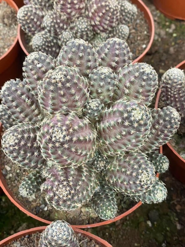 Multi-Head Mediolobic Succulent Cactus Plant Beautiful 7-10CM gallery