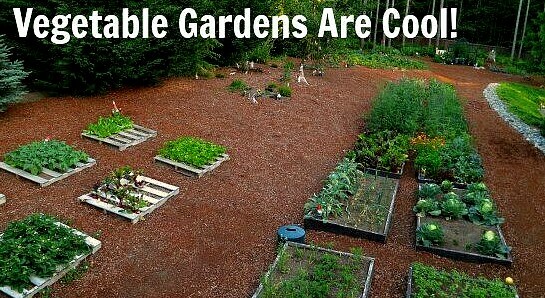 Vegetable Seed MEDIUM SURVIVAL Garden Collection 20 Types Heirloom NON-GMO gallery
