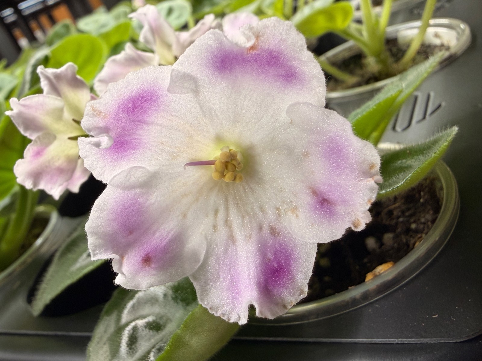 African Violet Plant Blueberry Dessert (Chemichnyy Desert) Large Starter gallery