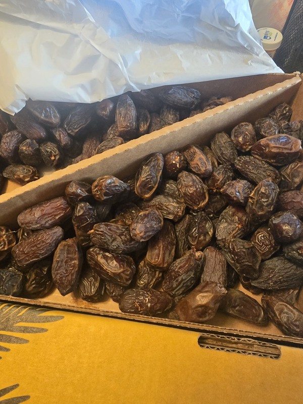 Medjool Dates 50 SEEDS ONLY gallery