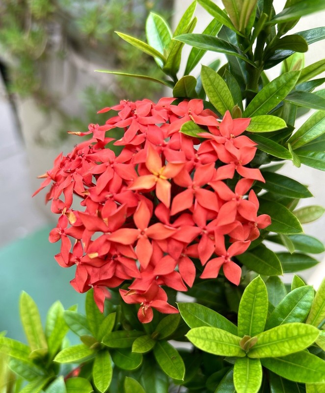 Red Ixora Coccinea, Jungle Geranium - 5 seeds 2024 - USA gallery