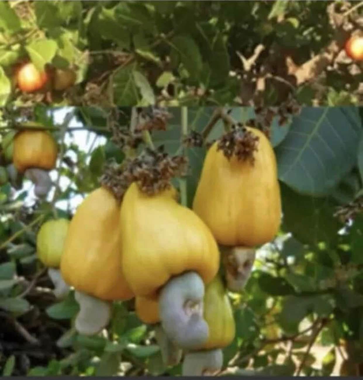Yellow Cashew Tree -7- 15 inch-Yellow Fruit- Cashew Apple Tree gallery