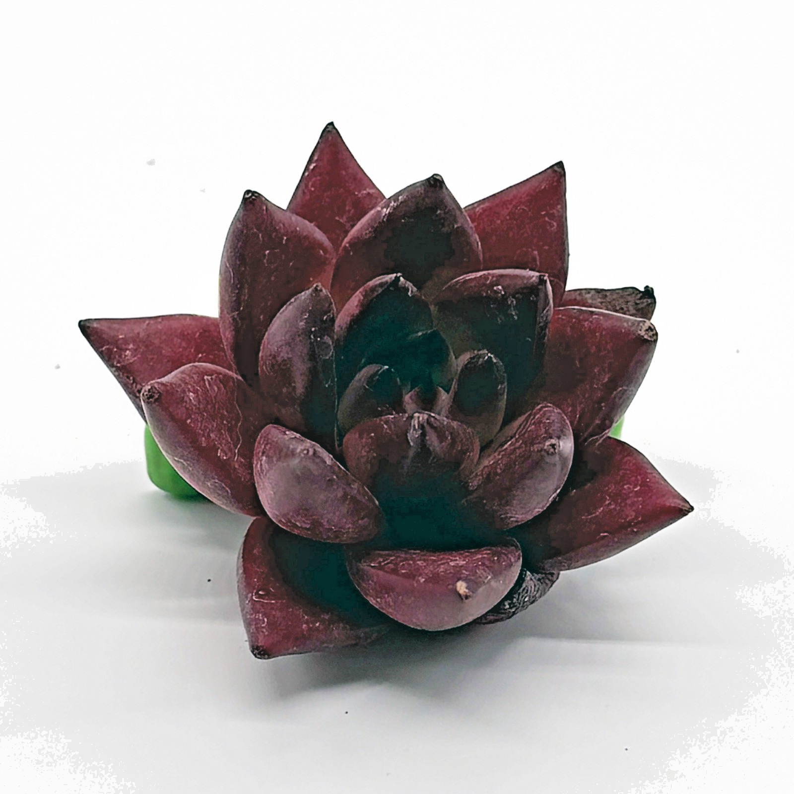 Imported Succulent - Echeveria Agavoides 'Romeo Rubin' - Live Plant gallery