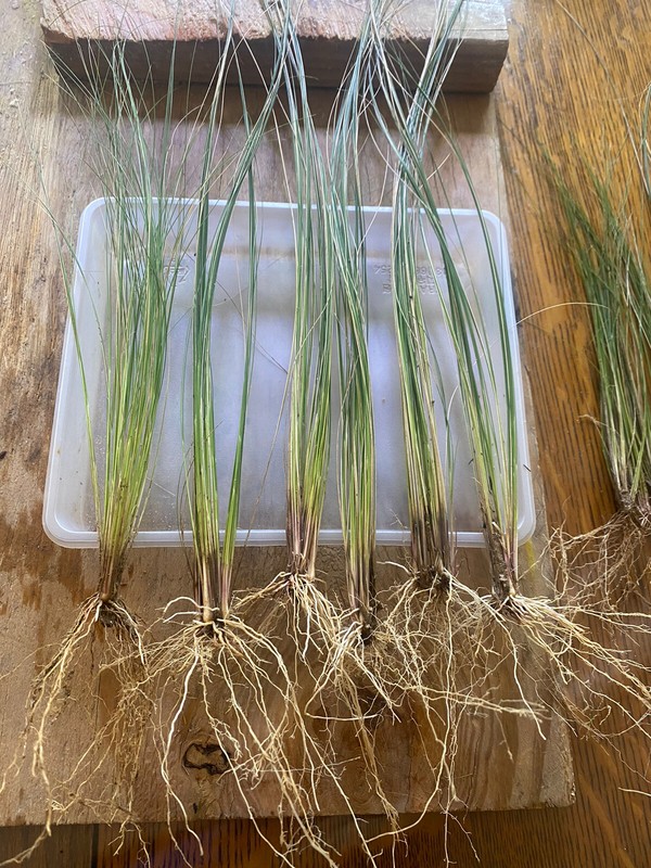 LIVE MEXICAN FEATHER GRASS 10 STARTER PLUGS, STIPA, HARDY, ORNAMENTAL US SELLER gallery
