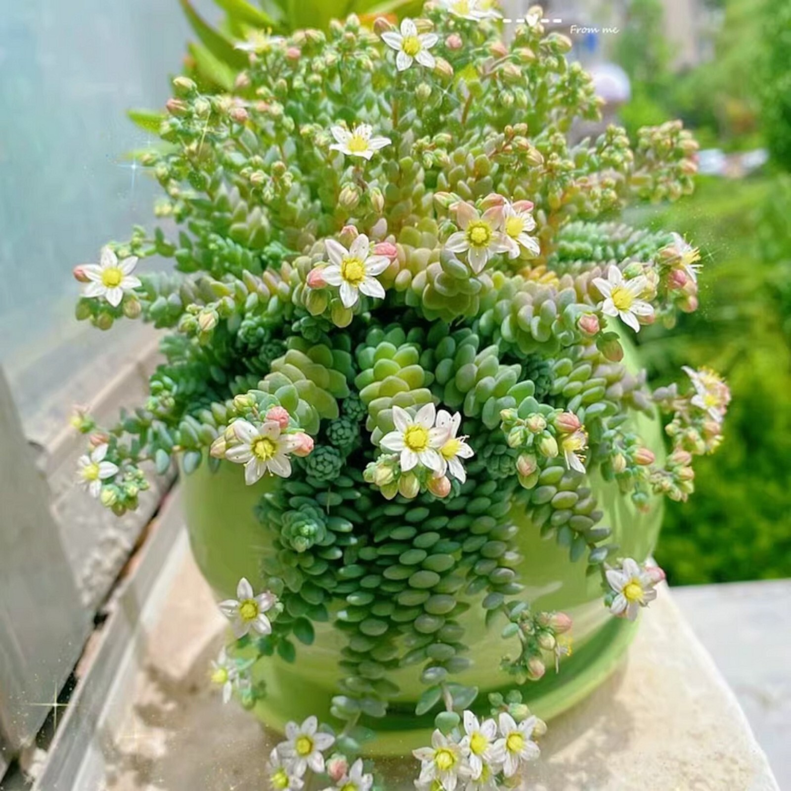 200 pcs Rare High-End Succulent Seeds - Sedum Dasyphyllum 'Major' gallery