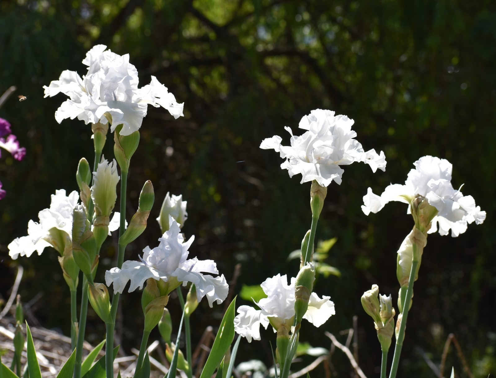 'Battlestar Atlantis' 'TB Bearded Iris Rhizome PRE-SALE to Ship Aug/Sept gallery