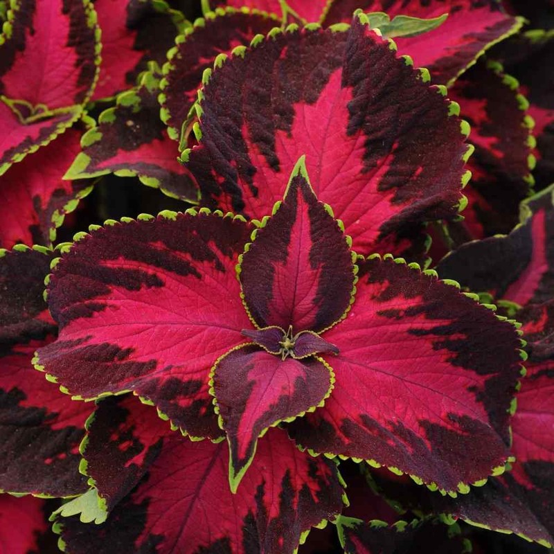 20 Seeds Chocolate Covered Cherry Coleus Seeds - Coleus For Sun or Shade gallery