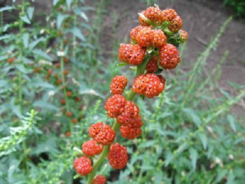 Strawberry Spinach Seeds! *HEIRLOOM* SEEDS OF LIFE gallery