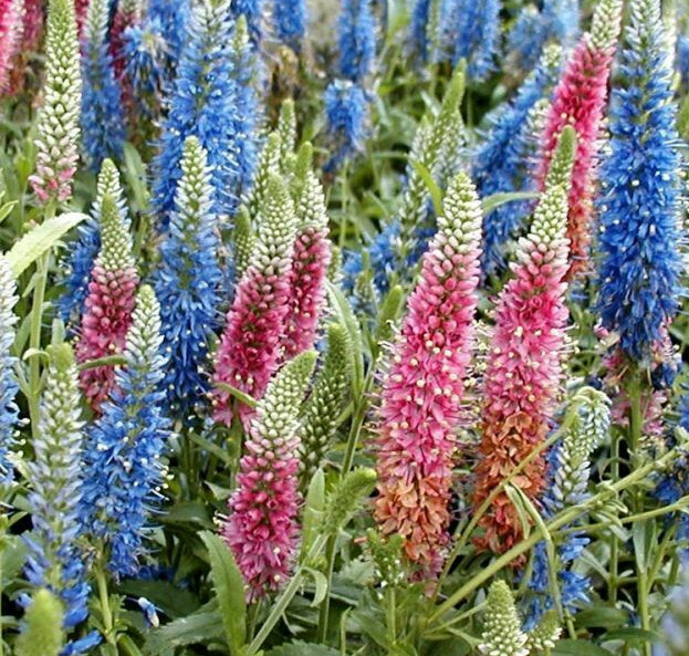 VERONICA LONGIFOLIA, 160 SEEDS, MIXED COLORS, LONG LEAF SPEEDWELL, USA SELLER gallery