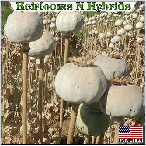 10,000 Authentic Untreated Imported Hungarian Papever Somniferum Poppy Seeds gallery