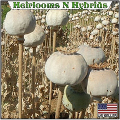 10,000 Authentic Untreated Imported Hungarian Papever Somniferum Poppy Seeds