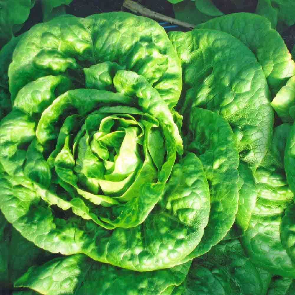Bibb Lettuce Seeds, Butterhead, Limestone Lettuce, NON-GMO, FREE SHIP gallery
