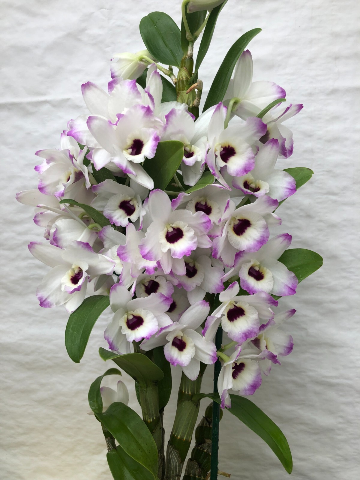 (262-3) Den Love Memory Fizz FS fragrant gallery