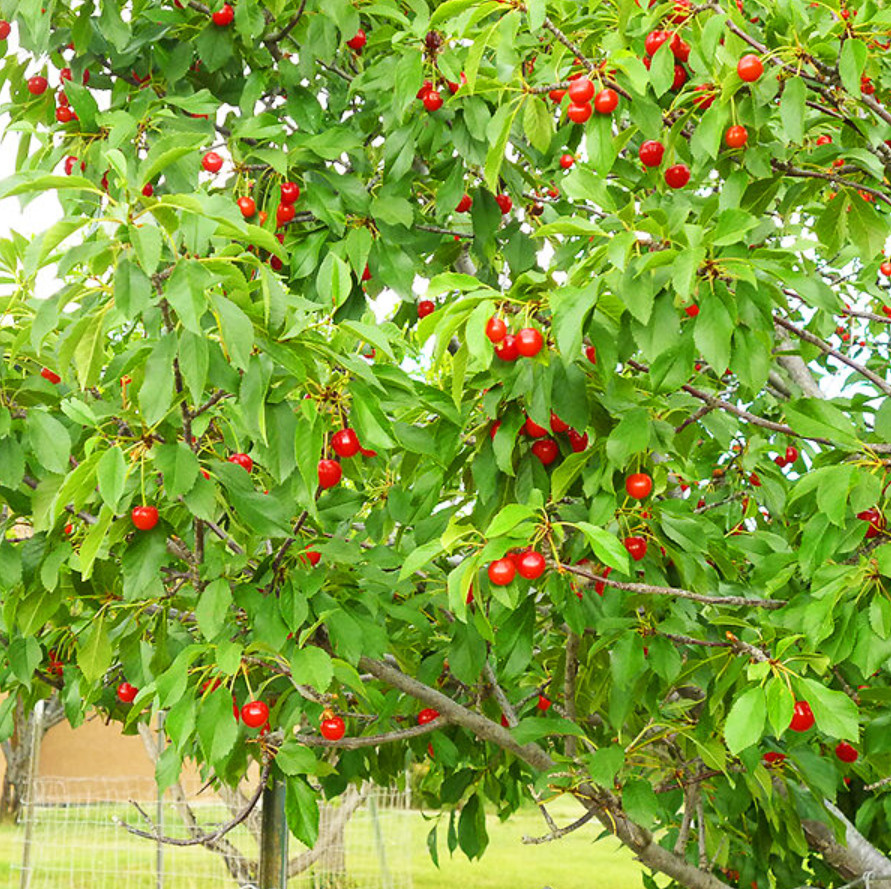 Montmorency Sour Cherry, Fruit Tree Seeds, Cold-Hardy Deciduous, 10 to 50 Seeds gallery