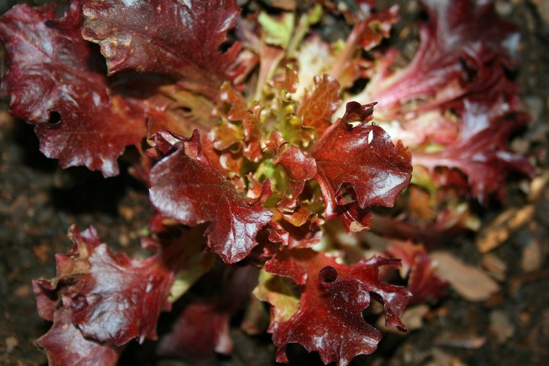 1000+ RUBY LETTUCE SPRING MIX SALADS GARDEN VEGETABLE HARDY HEIRLOOM NON-GMO USA gallery