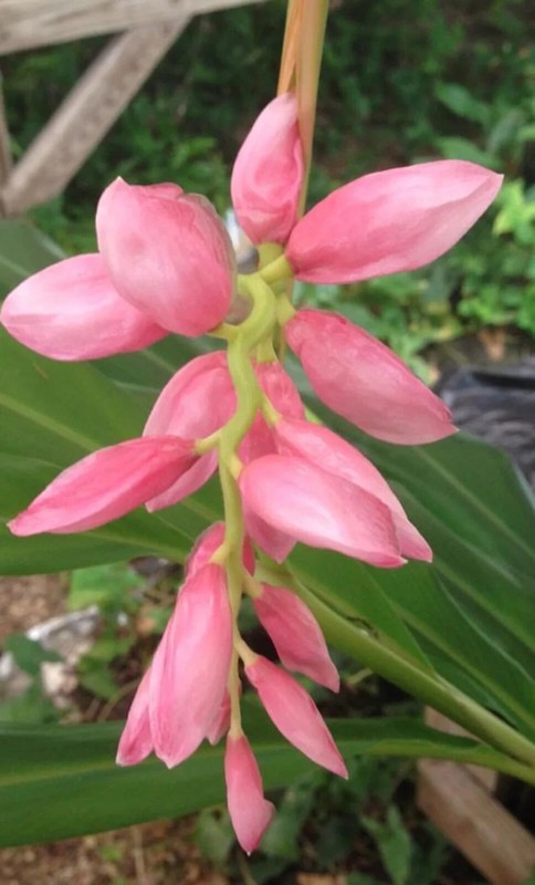 2 Pink Perfection Shell Ginger rhizomes, Alpinia hainanensis, Free Shipping! gallery
